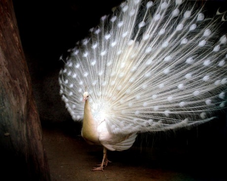 white peacock contrast